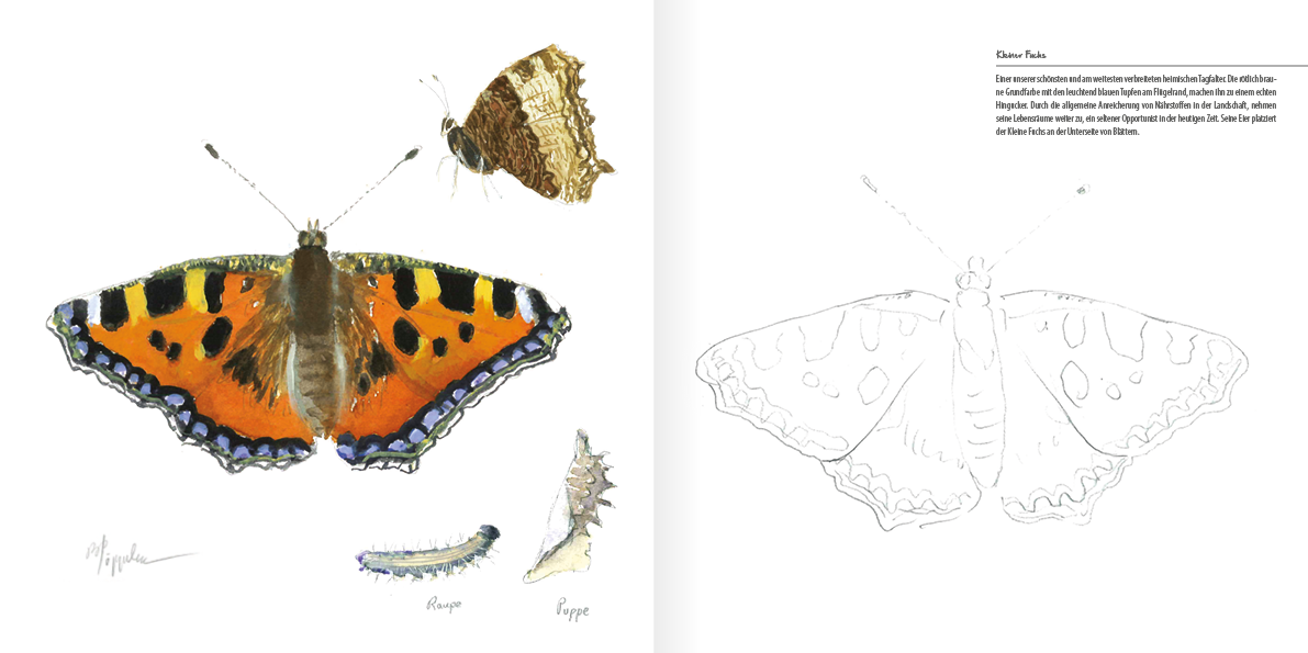 Malbuch Schmetterlinge